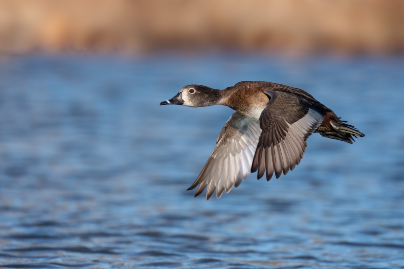 Ring-necked-Duck-3200-hen-in-flight-full-downstroke-_DSC3991-Santee-Lake-Regional-Park-CA-Enhanced-NR