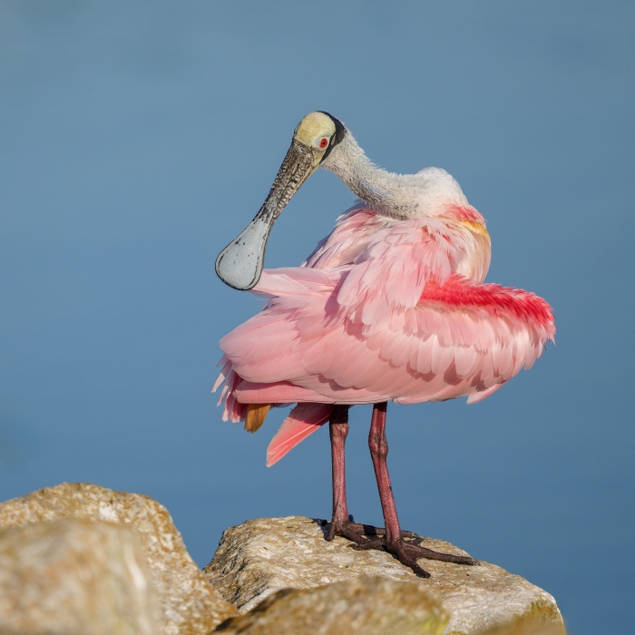 Roseate-Spoonbill-2400-preening-_DSC7207-Stick-Marsh-Fellsmere-FL