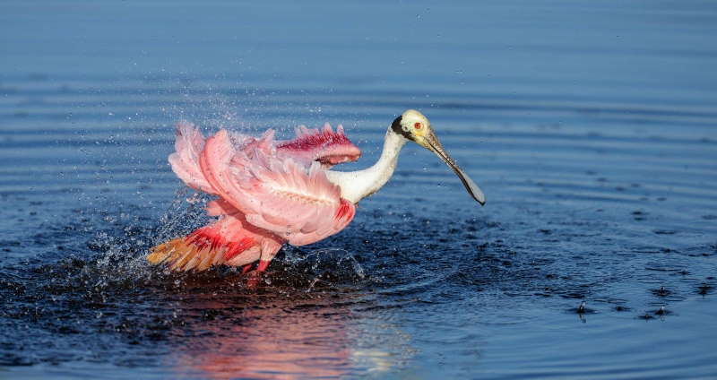 Roseate-Spoonbill-3200-bathing-_DSC6775-Stick-Marsh-Fellsmere-FL-Enhanced-NR