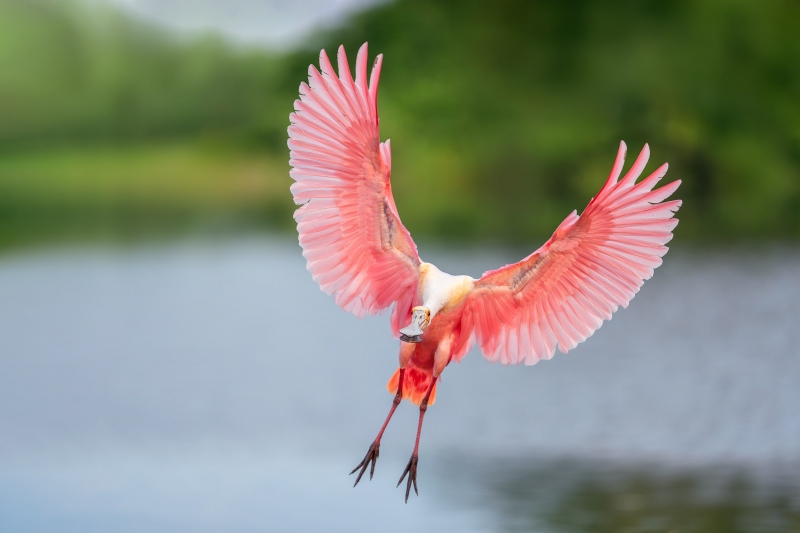 Roseate-Spoonbill-3200-braking-to-land-_A932486-Stick-Marsh-Fellsmere-FL-Enhanced-NR