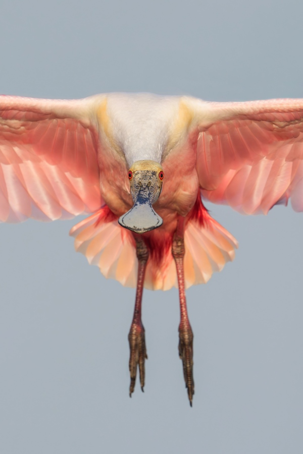 Roseate-Spoonbill-3200-incoming-TIGHT-_DSC0403-Stick-Marsh-Fellsmere-FL-Enhanced-NR