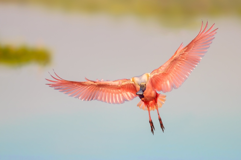 Roseate-Spoonbill-3200-incoming-sweet-light-_DSC3947-Stick-Marsh-Fellsmere-FL-Enhanced-NR