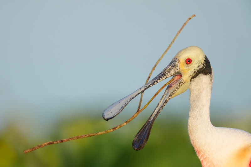 Roseate-Spoonbill-3200-with-twig-for-nest-_DSC5266-Stick-Marsh-Fellsmere-FL-Enhanced-NR