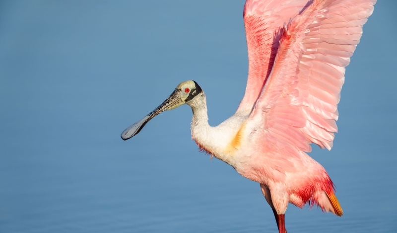 Roseate-Spoonbill-3200-with-wings-raised-_DSC6487-Stick-Marsh-Fellsmere-FL-Enhanced-NR