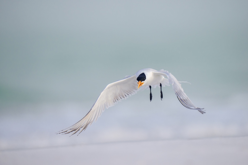 Royal-Tern-3200-breeding-plumage-taking-flight-_A1G9986-Fort-DeSoto-Park-Tierra-Verde-FL-Enhanced-NR