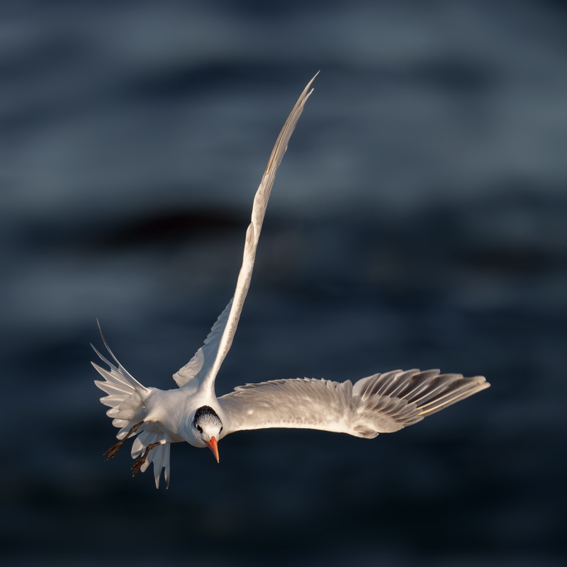 Royal-Tern-3200-hard-turn-in-flight-_DSC2881-La-Jolla-CA-Enhanced-NR