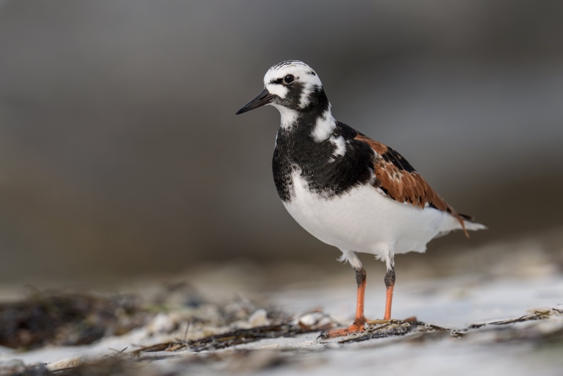 Ruddy-Turnstone-3200-breeding-plumage-_A932957-Fort-DeSoto-Park-FL-Enhanced-NR