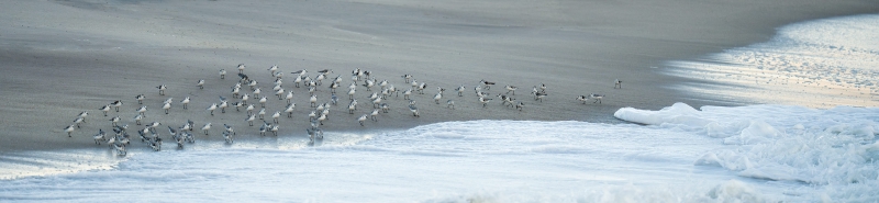 Sanderling-3200-flock-on-beach-_DSC1888-Sebastian-Inlet-FL-Enhanced-NR