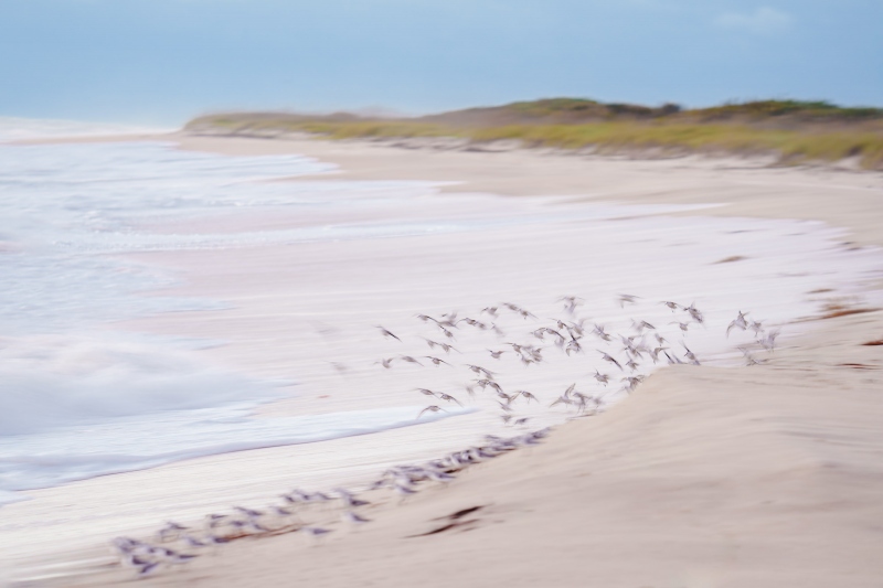 Sanderling-3200-flock-on-beach-_DSC8415-Sebastian-Inlet-FL-Enhanced-NR