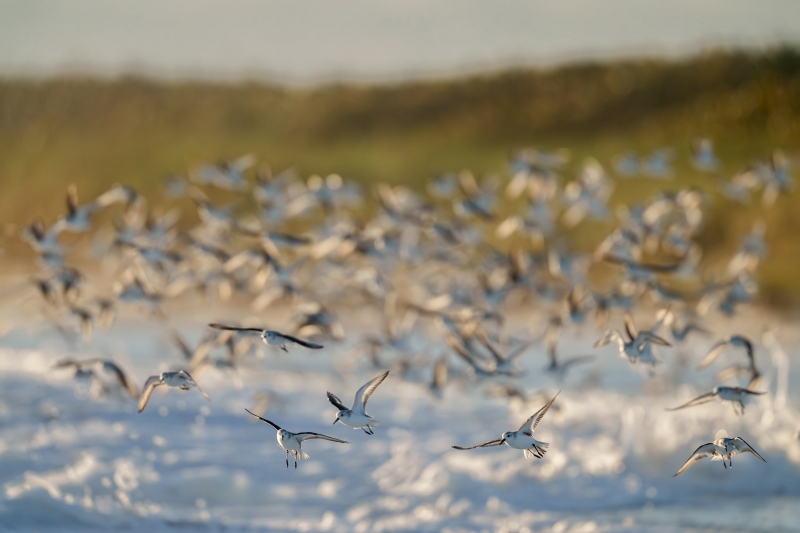 Sanderling-3200-mini-blastoff-backlit-_DSC8031-Sebastian-Inlet-FL-Enhanced-NR