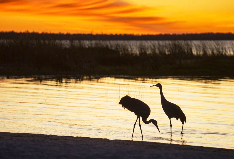 Sandhil-Crane-3200-pair-at-sunset-_DSC5376-Indian-Lake-Estates-FL-Enhanced-NR