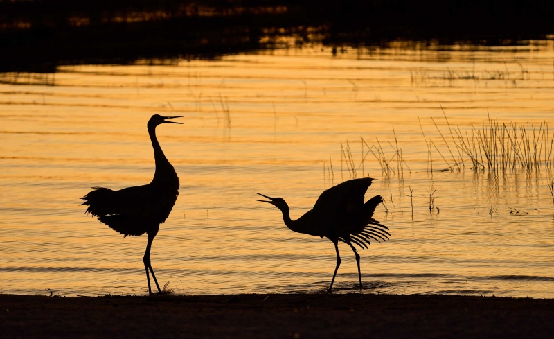 Sandhill-Crane-3200-Bob-EastM-courtship-@-Indian-Lake-Estates-2-Jan-4th-2025-DeNoiseAI-low-light