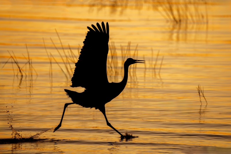 Sandhill-Crane-3200-courtship-run-_DSC5136-Indian-Lake-Estates-FL-Enhanced-NR