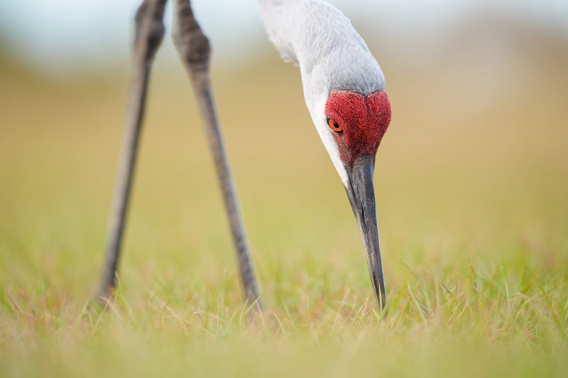 Sandhill-Crane-3200-foraging-_A931352-Indian-Lake-Estates-FL-Enhanced-NR