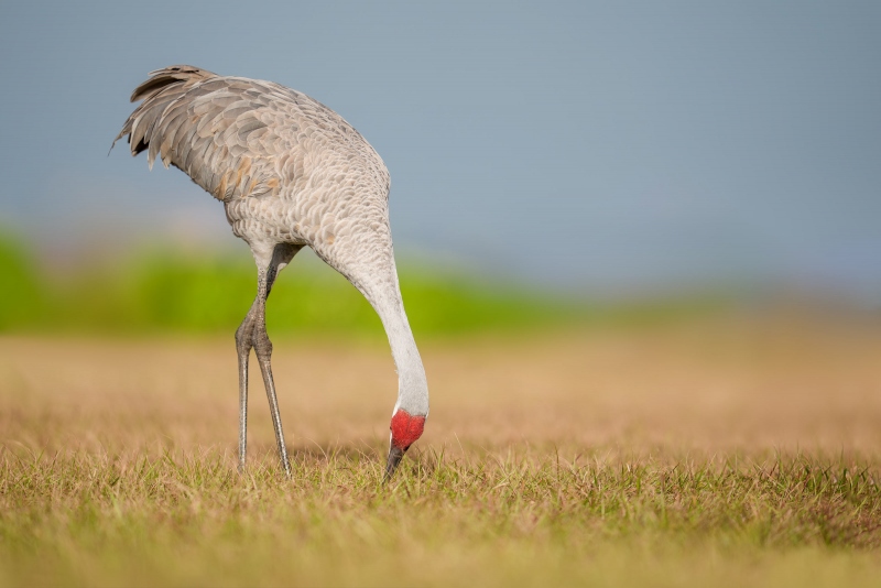 Sandhill-Crane-3200-foraging-_A932003-Indian-Lake-Estates-FL-Enhanced-NR