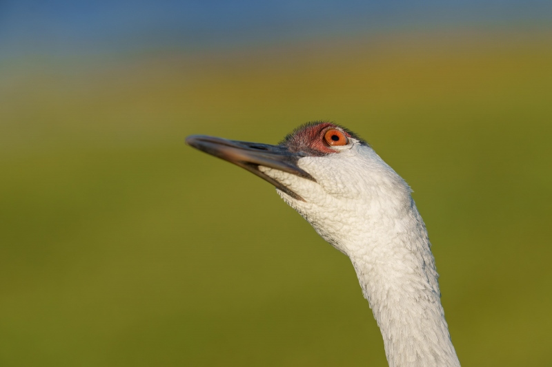 Sandhill-Crane-3200-fully-grown-colt-about-7-months-old_DSC4876-Indian-Lake-Estates-FL-33855-Enhanced-NR