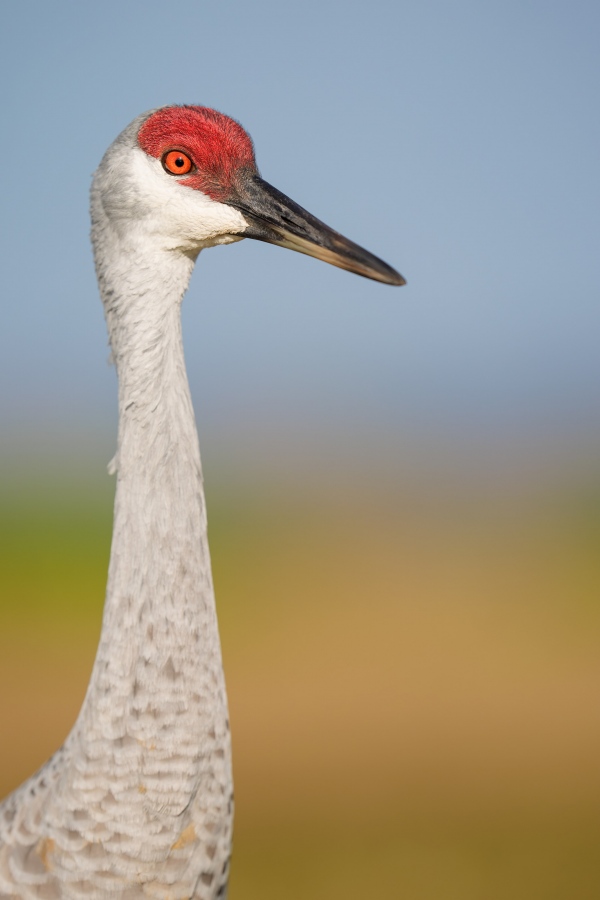 Sandhill-Crane-3200-head-and-neck-portrait-at-f-2-point-8-_A932391-Indian-Lake-Estates-FL-Enhanced-NR