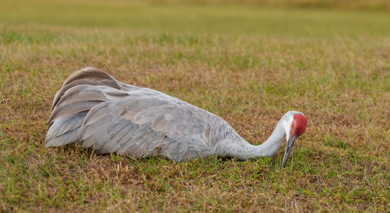 Sandhill-Crane-3200-lying-down-_DSC8845-Indian-Lake-Estates-FL-Enhanced-NR