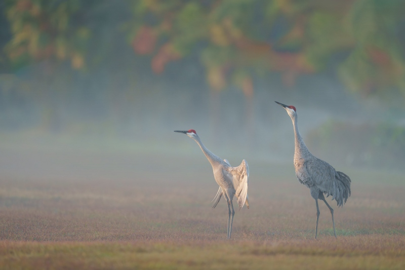 Sandhill-Crane-3200-pair-female-inviting-copulation-_DSC3478-Indian-Lake-Estates-FL-Enhanced-NR