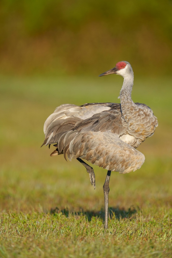 Sandhill-Crane-3200-preening-pose-_DSC7086-Indian-Lake-Estates-FL-33855-Enhanced-NR