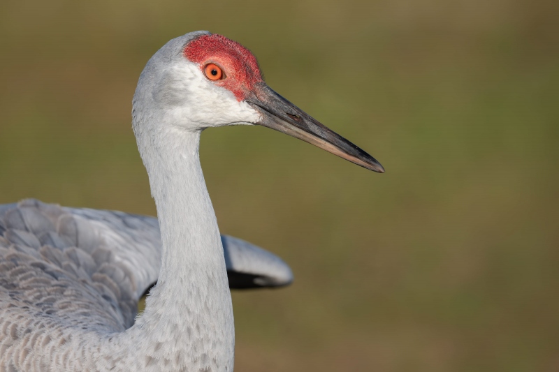 Sandhill-Crane-3200-stretching-far-wing-_DSC0574-Indian-Lake-Estates-FL-Enhanced-NR