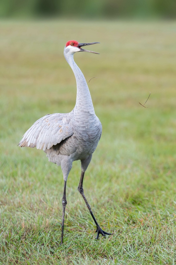 Sandhill-Crane-3200-tossing-dried-grass-_A932268-Indian-Lake-Estates-FL-33855-Enhanced-NR