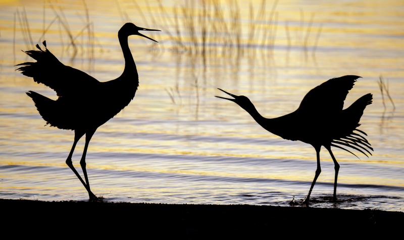 Sandhill-Cranes-3200-courtship-dance-silhouette-_DSC5231-Indian-Lake-Estates-FL-Enhanced-NR