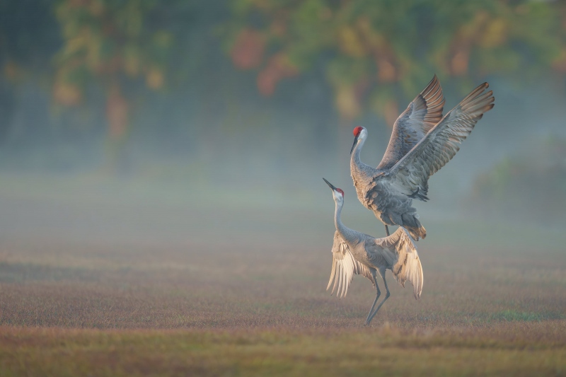 Sandhill-Cranes-3200-pre-copulatory-behavior-_DSC3491-Indian-Lake-Estates-FL-Enhanced-NR