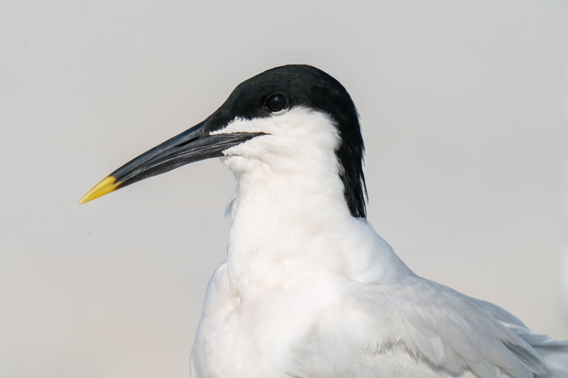 Sandwich-Tern-3200-with-very-long-bill-_A1G4870-Fort-DeSoto-Park-Tierra-Verde-FL-Enhanced-NR