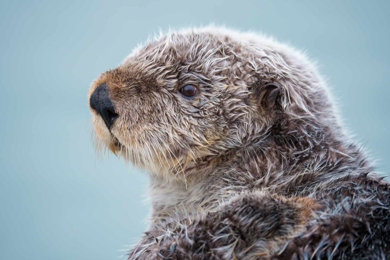 Sea-Otter-3200-head-portrait-_DSC4014-Homer-AK-Enhanced-NR