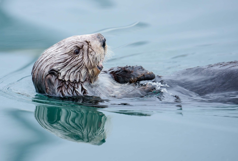 Sea-Otter-3200-splashing-_DSC9300-Homer-AK-Enhanced-NR