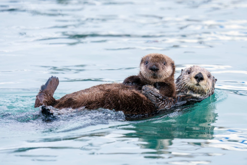 Sea-Otter-3200-with-large-pup-_DSC4464-Homer-AK-Enhanced-NR