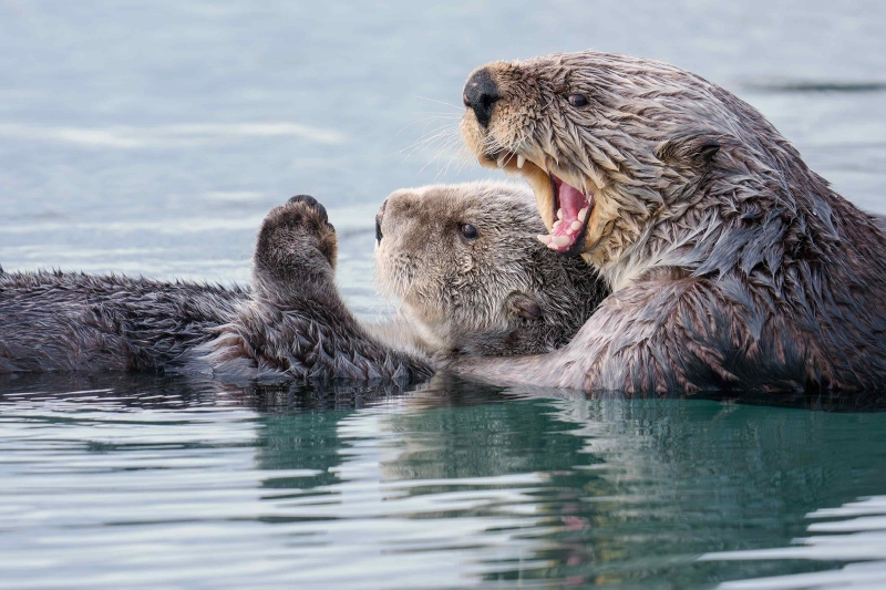 Sea-Otter-3200-with-large-pup-_DSC6679-Homer-AK-Enhanced-NR