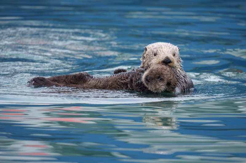 Sea-Otter-3200-with-pup-in-boat-hull-reflections-_DSC3642-Homer-AK-Enhanced-NR