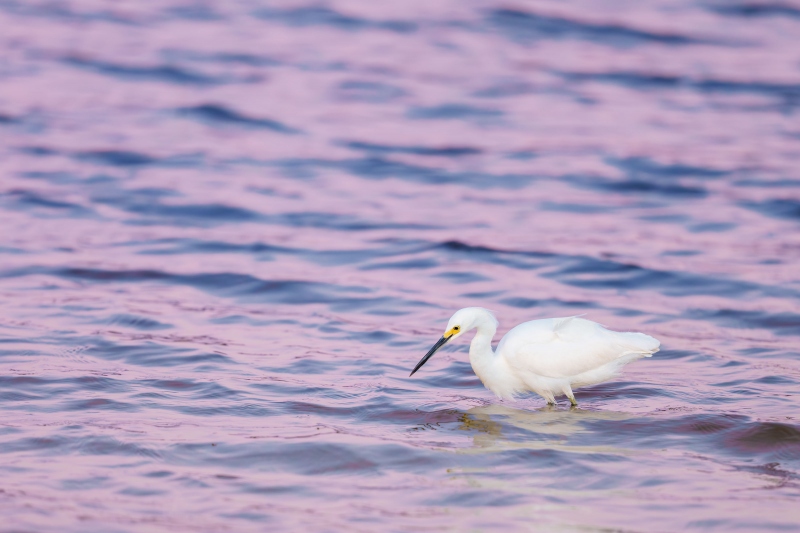 Snowy-Egret-3200-in-pre-dawn-light-_DSC0013-Indian-Lake-Estates-FL-Enhanced-NR