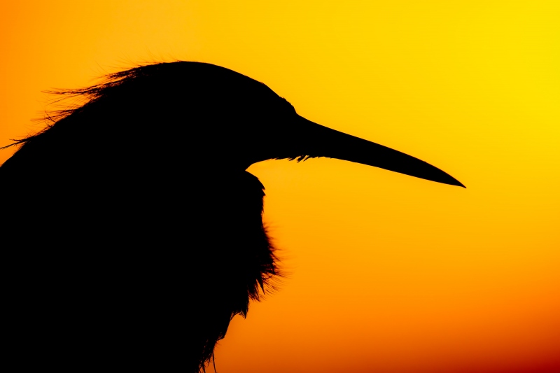 Snowy-Egret-3200-sunrise-silhouette-_DSC1545-Sebastian-Inlet-FL-Enhanced-NR