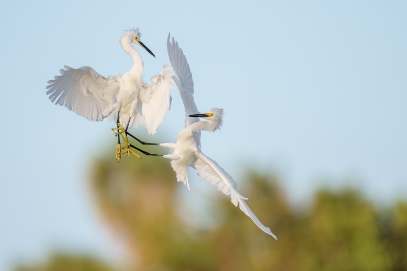 Snowy-Egrets-3200-fighting-over-fish-bucket-_DSC4015Sebastian-Florida-Enhanced-NR