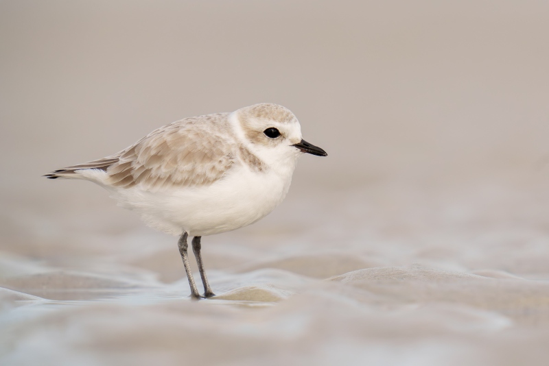 Snowy-Plover-3200-winter-plumage-_A1G6839-Fort-DeSoto-Park-FL-Enhanced-NR