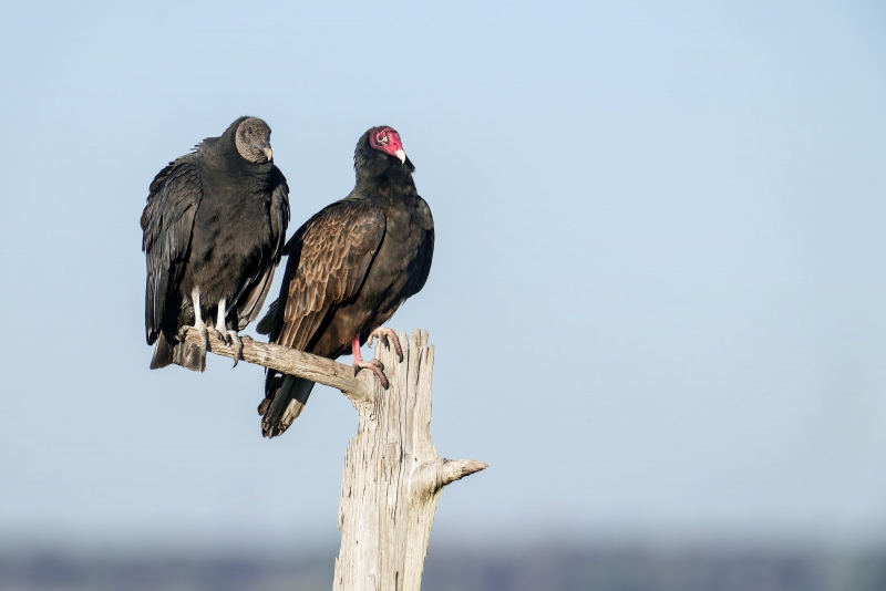 TV-BV-3200-birds-of-a-feather-_DSC9868-Indian-Lake-Estates-FL-Enhanced-NR