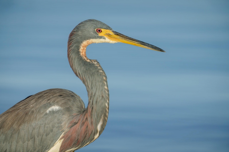 Tricolered-Heron-3200-non-breeding-adult-_DSC3475-Indian-Lake-Estates-FL-33855-Enhanced-NR