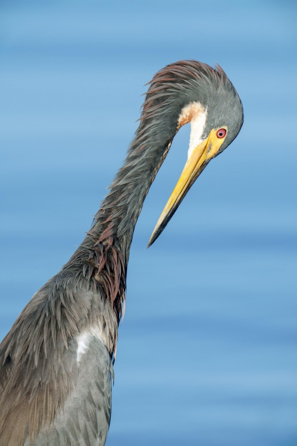 Tricolored-Heron-3200-preening-_DSC3550-Indian-Lake-Estates-FL-33855-Enhanced-NR