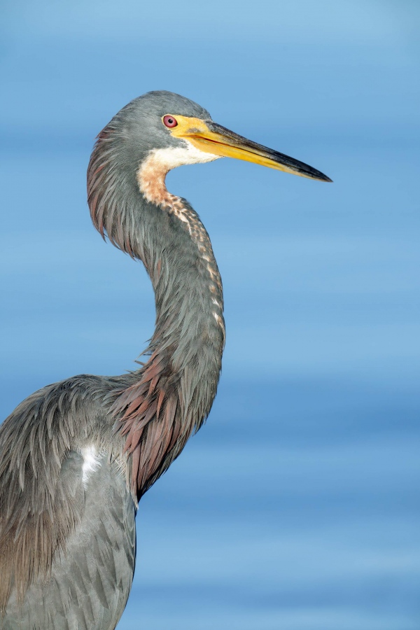 Tricolored-Heron-3200-vertical-front-end-portrait-_DSC3601-Indian-Lake-Estates-FL-33855-Enhanced-NR