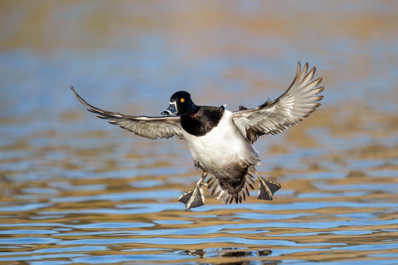 Tufted-Duck-3200-drake-braking-to-land-_A1G7601-Santee-Lakes-Regional-Park-CA-Enhanced-NR