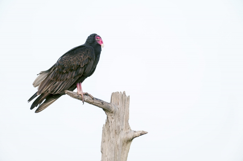 Turkey-Vulture-3200-adult-on-The-Perch-on-white-sky-day-_DSC9308-Indian-Lake-Estates-FL-Enhanced-NR