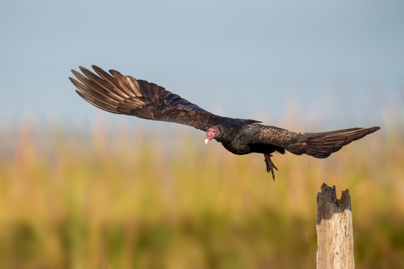 Turkey-Vulture-3200-adult-taking-flight-_DSC2894-Indian-Lake-Estates-FL-Enhanced-NR