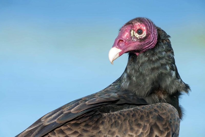 Turkey-Vulture-3200-head-shoulders-portrait-_DSC3797-Indian-Lake-Estates-FL-33855-Enhanced-NR