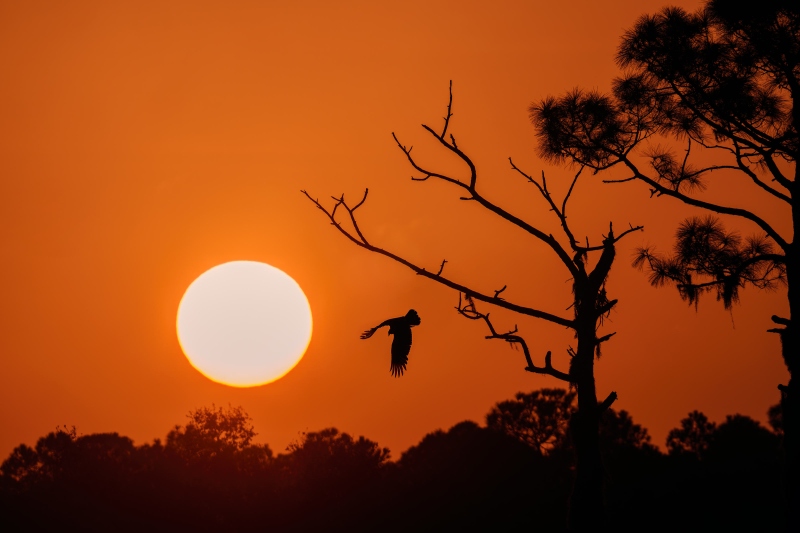 Turkey-Vulture-3200-leaving-perch-at-sunrise-_DSC8385-Indian-Lake-Estates-FL-Enhanced-NR