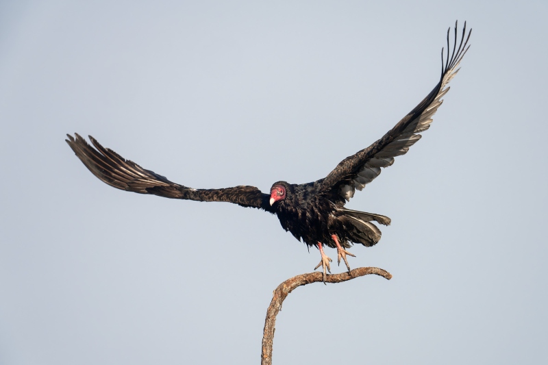 Turkey-Vulture-3200-lifting-off-to-take-flight-_DSC0306-Indian-Lake-Estates-FL-Enhanced-NR