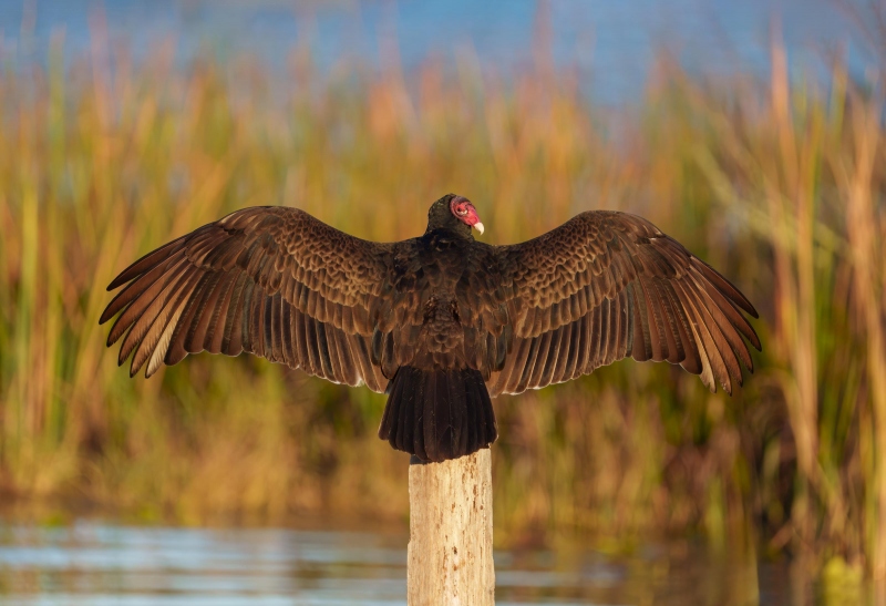 Turkey-Vulture-3200-on-post-with-wings-spread-Bob-Eastman-_DSC2945-Indian-Lake-Estates-Enhanced-NR