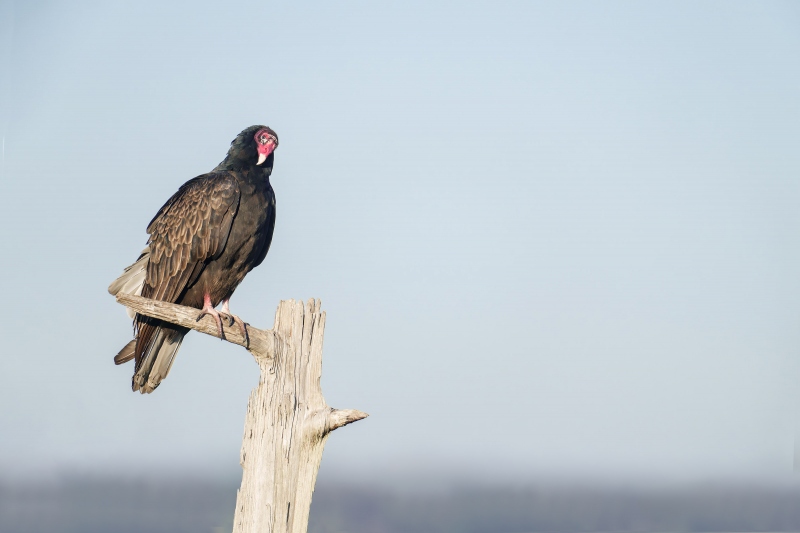 Turkey-Vulture-3200-sitting-on-The-Perch-_DSC9758-Enhanced-NR